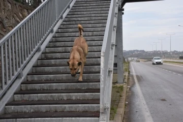 Akıllı köpekten üst geçit dersi
