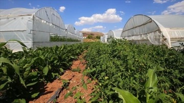 Aksaray'da hibeden yararlanan çiftçi, 20 tonluk sebze üretimini 100 tona çıkardı