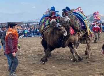 Alaşehir’de deve güreşi kültürü yaşatılıyor
