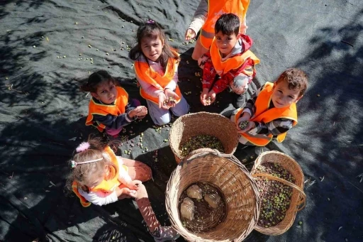 Aliağalı minik öğrenciler Şakran’da zeytin hasadı yaptı
