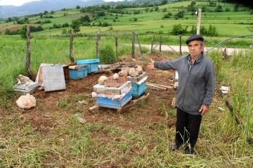 Amasya’da köylere inen ayılar arı kovanlarına saldırdı
