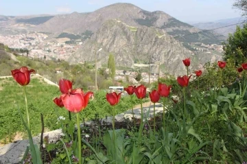 Amasyalılar ‘Yitik lale’yi arıyor, en son 1896 yılında görüldü
