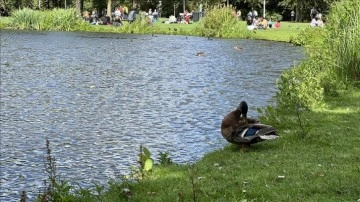 Amsterdam'ın "hiç uyumayan" parkı: Vondelpark