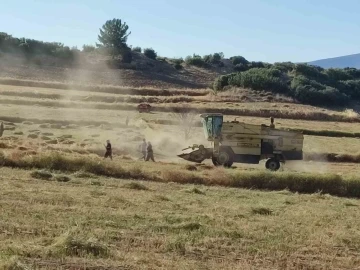 Anasonun anavatanında hasat sona erdi
