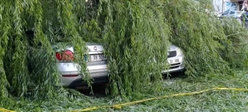 Söğüt ağacı park halindeki araçların üzerine devrildi