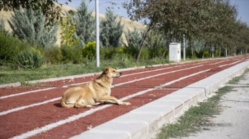 Ankara'nın Gölbaşı ilçesi sakinleri saldırgan sahipsiz köpekler için çözüm bekliyor