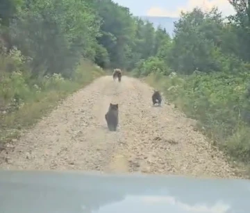 Anne ayı ve 2 yavrusunun sevimli halleri kameraya yansıdı
