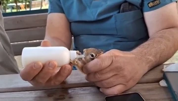 Anne şefkati ile büyütülen yavru sincaplar doğaya salındı

