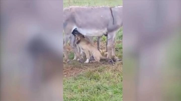 Anneleri ölen köpek yavrularını eşek emziriyor