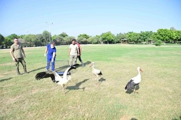 Annelerinin plastik atıklarla beslediği yavru leyleklerin rehabilitasyonu tamamlandı
