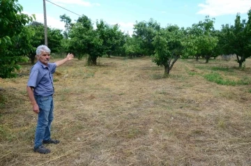 Antalya’da aşırı yağmur kirazı dalında bıraktı
