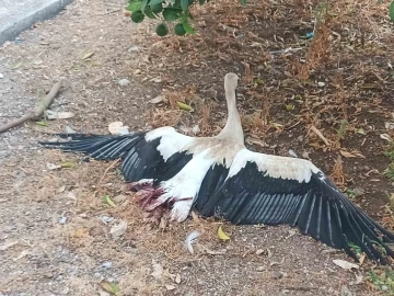 Antalya’ya her yıl cami kubbesine yuva yapan leylek bacakları kırılmış vaziyette bulundu
