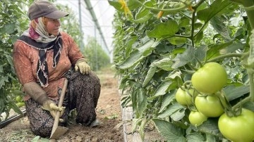 Antalya'da tarım işçileri, sıcaklığı 45 dereceyi aşan seralarda ter döküyor