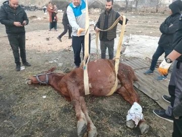 Araç çarpan atı yaşatmak için zamanla yarıştılar
