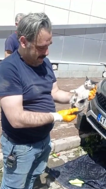 Araç motoruna sıkışan yavru kedi kurtarıldı
