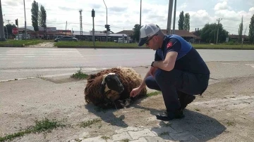 Araçtan düşen kurbanlık hayvanı zabıta ekipleri sahibine teslim etti
