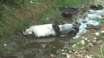 Arnavutköy’de haşere yuvasına dönen dere mahalleliyi isyan ettirdi
