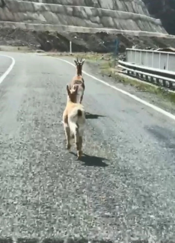 Artvin’de 2 karaca karayolunda koşarken görüntülendi
