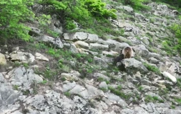 Artvin’de anne ayı yavrusunu emzirirken kameralara takıldı
