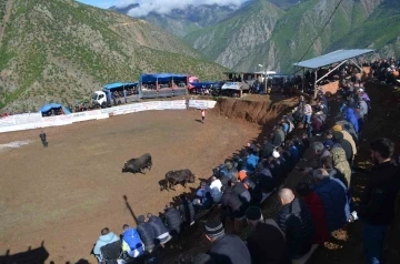 Artvin’de boğa güreşleri festivalleri başladı