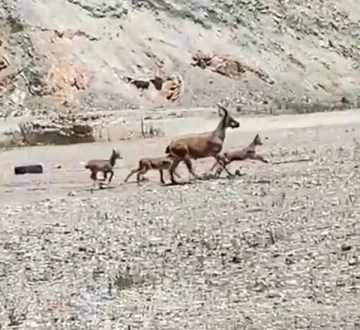 Artvin’de yaban keçisi ve yavruları yeni yapılacak sanayi sitesi inşaat alanında görüntülendi
