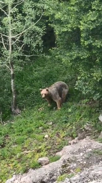 Artvin´de yavrularını arayan anne ayı cep telefonu ile görüntülendi
