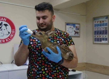 Artvin’deki veteriner kliniği evcil hayvanlar dışında yaban hayvanlarına da hizmet veriyor
