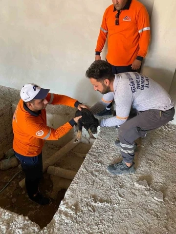 Asansör kuyusuna düşen  yavru köpeği belediye ekipleri kurtardı
