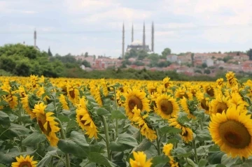 Aşırı sıcaklar ve kuraklık ayçiçeğini vurdu
