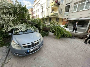 Avcılar’da ıhlamur ağacı araçların üzerine devrildi, vatandaşlar dakikalarla kurtuldu
