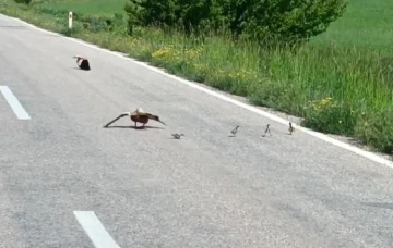 Avlanması yasak angut ördeği yavrularını korumak için sakat taklidi yaptı
