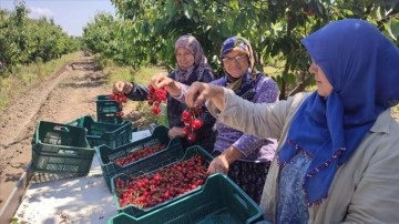 Avrupa'ya ihraç edilen "Edirne Çeribaşı" kirazının hasadı başladı