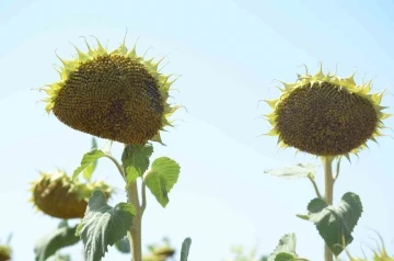 Ayçiçeğinde yabancı tohuma karşı yerli tohum başarısı
