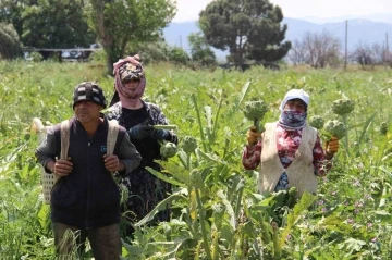 Aydın’da enginar hasadında sona yaklaşıldı
