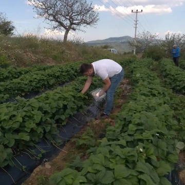 Aydın’da hasat öncesi çilek bahçeleri kontrol edildi
