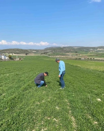 Aydın’da hububat ekili araziler denetlendi
