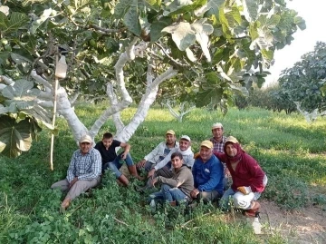Aydın’da incir hasadı başladı
