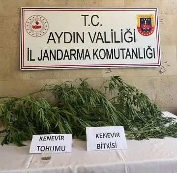 Aydın’da jandarma ekipleri uyuşturucuya geçit vermiyor
