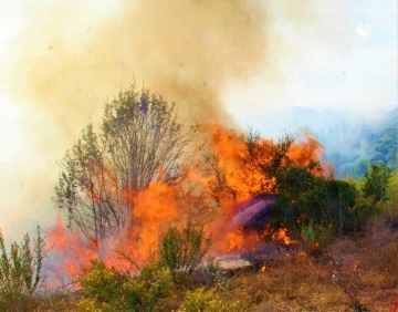 Aydın’da orman yangınlarına dikkat çektiler
