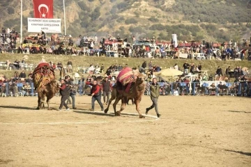 Aydın’da Deve Güreşi Festivali düzenlendi