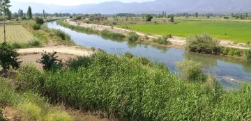 Aydın’da uzun yıllardır görünmeyen su samuru, ölü olarak bulundu
