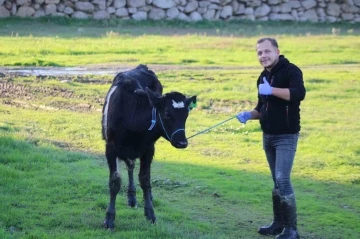 Aydın’da yürütülen ’Dişi sperma’ projesi hayvancılığa can veriyor
