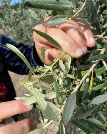 Aydın’da zeytin bahçeleri denetlendi, çiftçiler bilgilendirildi
