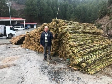 Aydın’daki kargılar Denizli’ye açıldı
