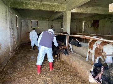 Aydın İl Tarım ekipleri deprem bölgesindeki çalışmalarını sürdürüyor
