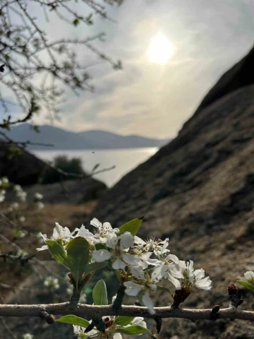 Aydın ve Muğla’da meyve ağaçları yeniden çiçek açtı
