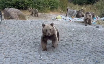 Ayıların saldırganlıklarına aldırış etmeden, onları görüntülemeye çalıştılar
