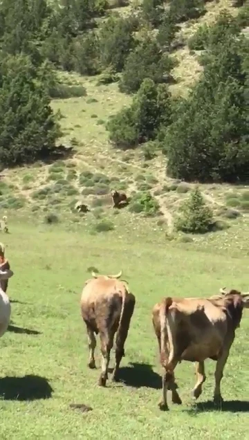 Ayının sürüye saldırısını kangal köpekleri böyle engelledi
