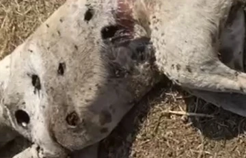 Ayvacık Kaymakamlığı köpek ölümleriyle ilgili inceleme başlattı