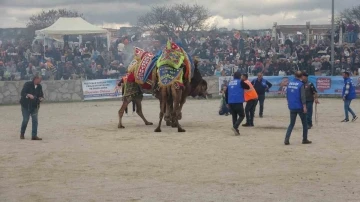 Ayvacık’ta 6. Geleneksel Deve Güreşleri Festivali düzenlendi
